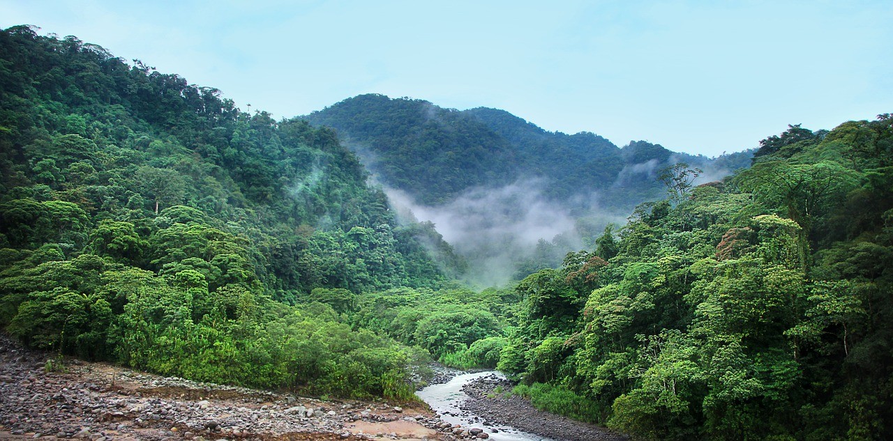 jungle-4003374_1280