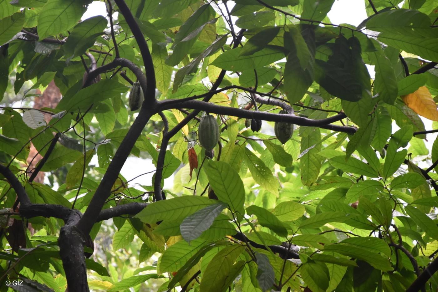 kakao-agroforst-togo