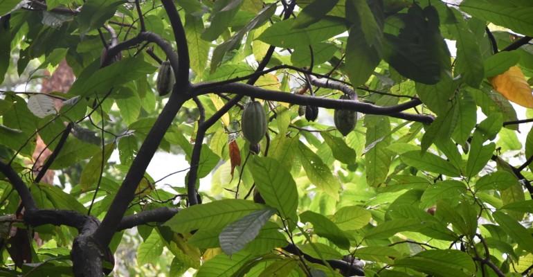 kakao-agroforst-togo